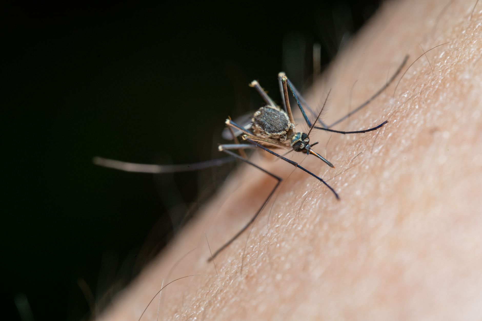 mosquito repellent prevention outdoors
