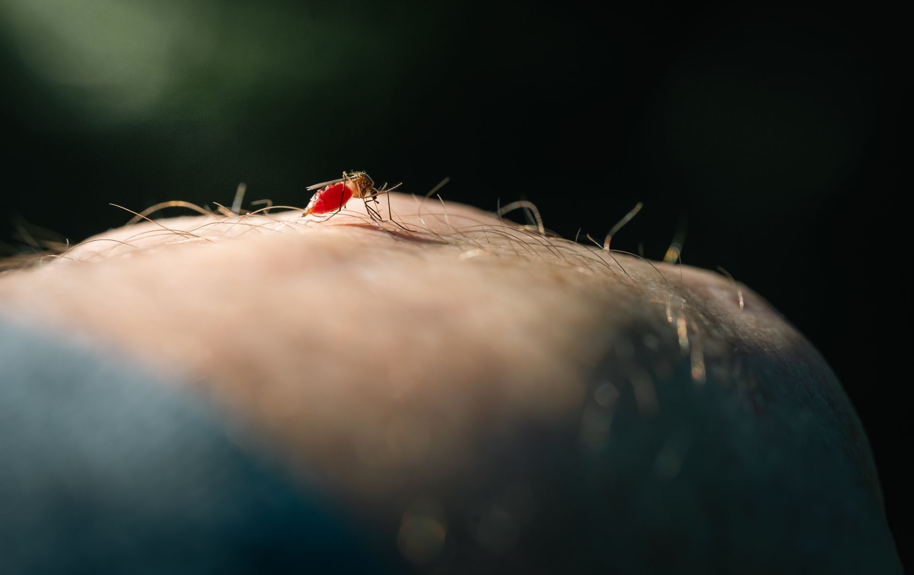 mosquito prevention outdoor health