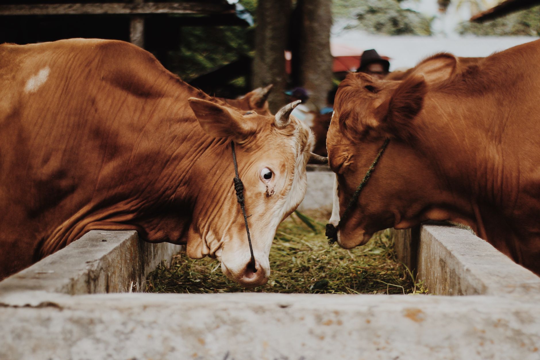 livestock farm animals countryside