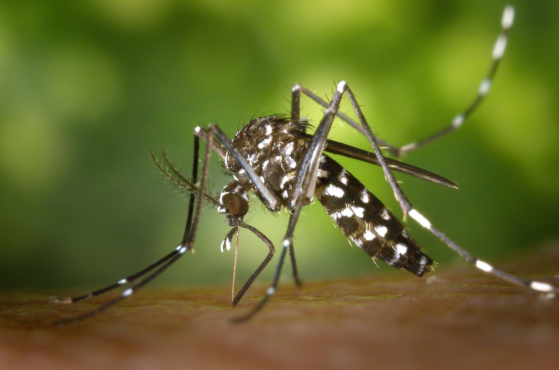 mosquito prevention health